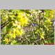 ribes aurea-fragens.jpg
